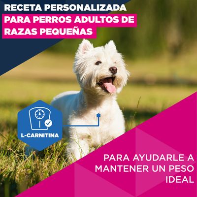 Eukanuba Premium Nutrition Mature Small Breed pollo - 3 kg