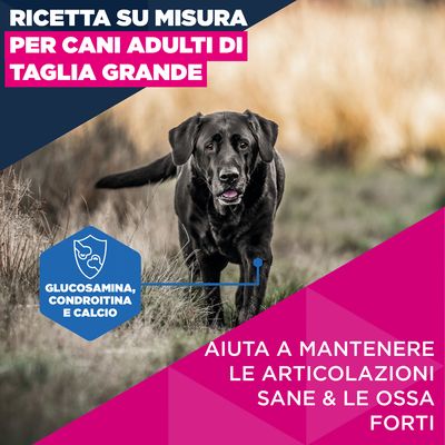 Eukanuba Premium Nutrition Mature Large & Giant Breed Pollo