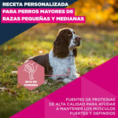 Eukanuba Premium Nutrition Senior Small & Medium Breed cordero y arroz - 12 kg