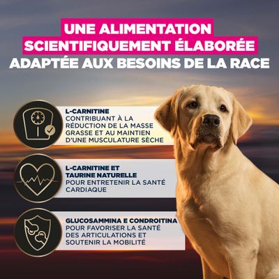 L-Carnitine pour la réduction de la masse grasse, L-Carnitine et taurines naturelles pour la santé cardiaque, glucosamine et chondroïtine pour la santé des articulations et la mobilité.