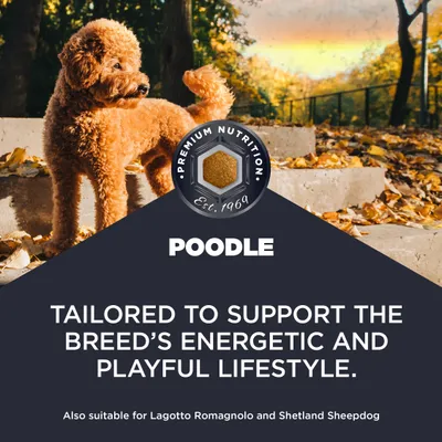 Premium Nutrition Est. 1969. POODLE. For the energetic and playful lifestyle of the breed. Also suitable for Lagotto Romagnolo and Shetland Sheepdog.