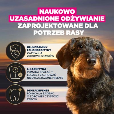 Glukozamina i chondroityna dla zdrowych stawów, L-karnityna wspiera spalanie tłuszczu oraz utrzymanie masy mięśniowej, Dentadefense pomaga w utrzymaniu zdrowia zębów i ich czyszczeniu.