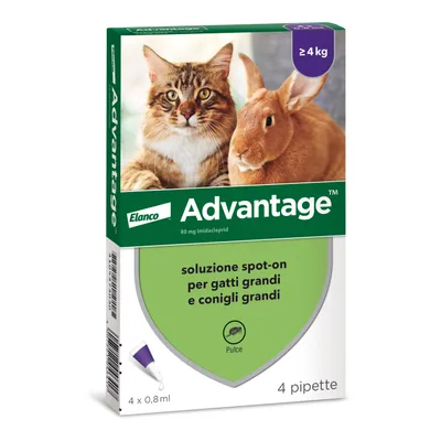 Elanco Advantage soluzione spot-on per gatti grandi e conigli grandi, ≥4 kg, 80 mg imidacloprid, pulce, 4 x 0,8 ml, 4 pipette. Immagine di un gatto e un coniglio sulla confezione. Elanco Advantage soluzione spot-on per gatti grandi e conigli grandi, ≥4 kg, 80 mg imidacloprid, pulce, 4 x 0,8 ml, 4 pipette. Immagine di un gatto e un coniglio sulla confezione.