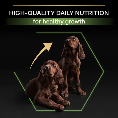HIGH-QUALITY DAILY NUTRITION for healthy growth. Teksti englanniksi, kaksi ruskeaa koiraa kasvun vaiheissa nuolimerkin ja vihreän kuusikulmion sisällä.
