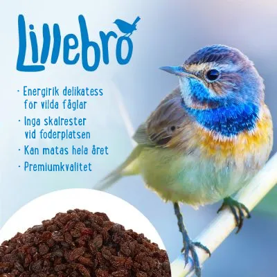 Lillebro. Energirik delikatess för vilda fåglar, inga skalrester vid foderplatsen, kan matas hela året, premiumkvalitet.