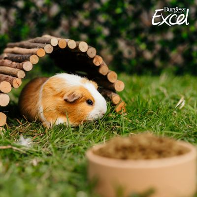 Burgess Excel lettering, guinea pig under wooden bridge on grass, food bowl in the foreground.