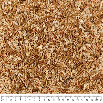 Mélange visible de graines, vers de farine séchés et céréales pour oiseaux, gros plan avec règle en centimètres en bas indiquant l’échelle jusqu’à 21 cm.