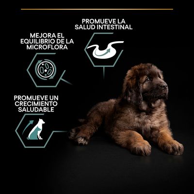 Texto: Mejora el equilibrio de la microflora, promueve la salud intestinal, promueve un crecimiento saludable. Imagen de un cachorro marrón tumbado junto a iconos explicativos.