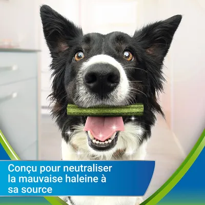 Chien tenant un bâtonnet vert dans la bouche, texte visible : « Conçu pour neutraliser la mauvaise haleine à sa source »