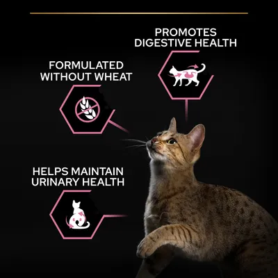 Text: Formulated without wheat, Promotes digestive health, Helps maintain urinary health. Three icons with a tabby cat below. All text in English.