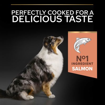 PERFECTLY COOKED FOR A DELICIOUS TASTE. Nº1 INGREDIENT SALMON felirat, illusztrált lazac, ülő kutya fekete háttéren. Az összetevők és íz kiemelve angol nyelven.