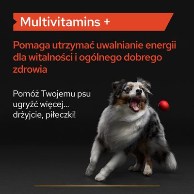 Multivitamins +. Pomaga utrzymać uwalnianie energii dla witalności i ogólnego dobrego zdrowia. Pomóż Twojemu psu ugryźć więcej... drżyjcie, piłeczki!