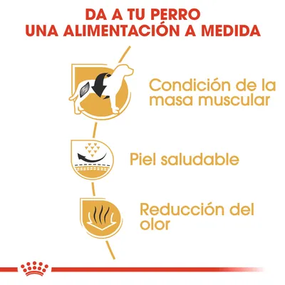 Da a tu perro una alimentación a medida. Condición de la masa muscular, piel saludable, reducción del olor.