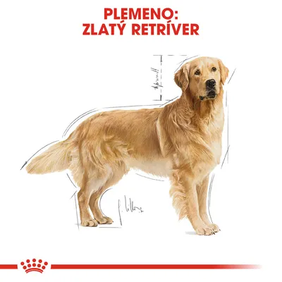 Ilustrácia psa s textom: Plemeno: Zlatý retríver. Zobrazené proporcie a línie tela plemena.