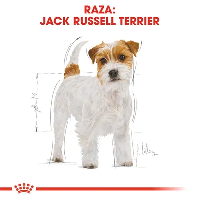 Ilustración de perro con texto visible: Raza: Jack Russell Terrier. Fondo blanco con líneas de medidas alrededor del perro.