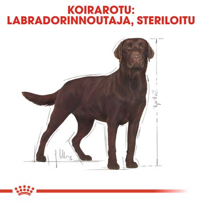 Koirarotu: labradorinnoutaja, steriloitu. Kuvassa ruskea labradorinnoutaja ja mittaviivat koiran korkeuden osoittamiseksi.