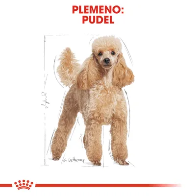 Ilustrácia psa s nápisom „Plemeno: pudel“ v hornej časti obrázka, viditeľná výška psa približne 54 cm podľa náčrtu na pozadí.