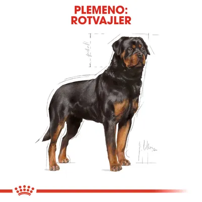 Ilustrácia psa s textom: Plemeno: Rotvajler. Čierny pes s hnedými znakmi stojaci v profile, biely podklad.