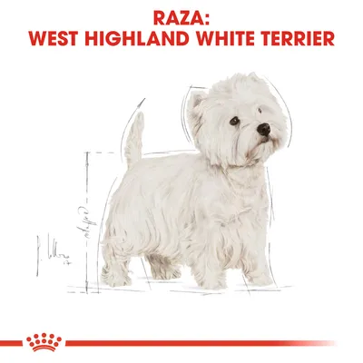 Texto: Raza: West Highland White Terrier. Imagen de un perro West Highland White Terrier de pelaje blanco.