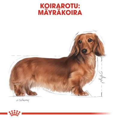 Koirarotu: mäyräkoira. Kuvassa pitkäkarvainen ruskea mäyräkoira sivulta, yläosassa punainen teksti.