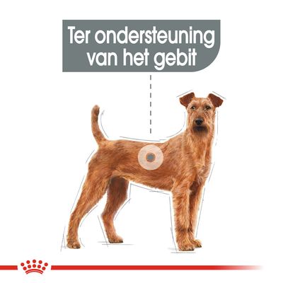 Illustratie van een hond met tekst: Ter ondersteuning van het gebit. Royal Canin kroonlogo onderaan zichtbaar.