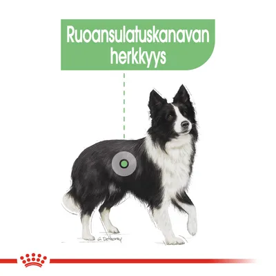 Kuvassa koira ja vihreä teksti: Ruoansulatuskanavan herkkyys. Vihreä ympyrä osoittaa koiran vatsan aluetta.