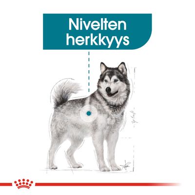 Kuvassa koira ja teksti: Nivelten herkkyys. Kuvassa korostettu nivelalue sinisellä ympyrällä.