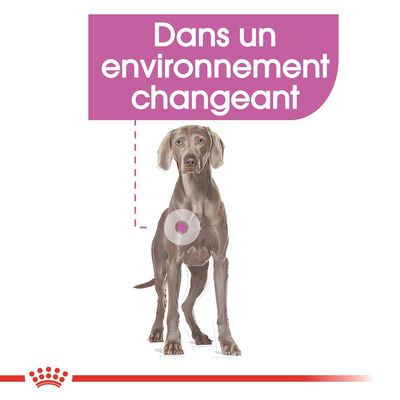 Texte : Dans un environnement changeant. Illustration d’un chien avec un cercle sur l’abdomen, logo Royal Canin en bas.