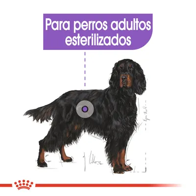 Texto visible: Para perros adultos esterilizados. Imagen de un perro adulto de pelaje negro y marrón, con gráfico señalando el abdomen.