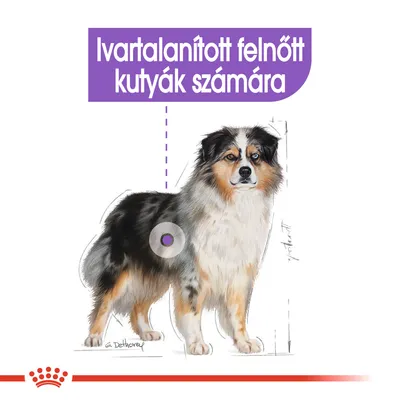 Ivartalanított felnőtt kutyák számára – felirat egy kutya illusztrációja felett, lila háttéren.