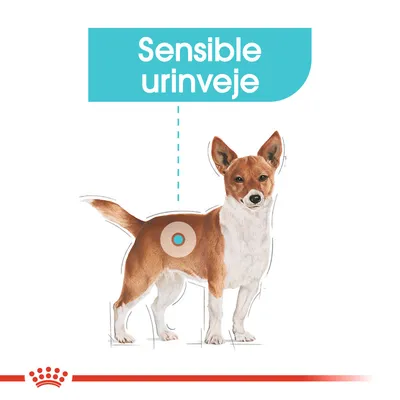 Illustration af hund med tekst: Sensible urinveje. Markering på hundens bagkrop indikerer fokusområde for urinvejene.