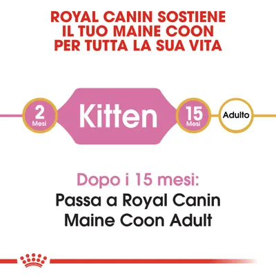 Royal Canin sostiene il tuo Maine Coon per tutta la sua vita. Da 2 a 15 mesi: Kitten. Dopo i 15 mesi passa a Royal Canin Maine Coon Adult.