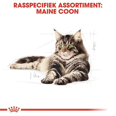 Rasspecifiek assortiment: Maine Coon. Afbeelding van een Maine Coon kat, liggend. Tekst en rasnaam zijn zichtbaar boven de kat.