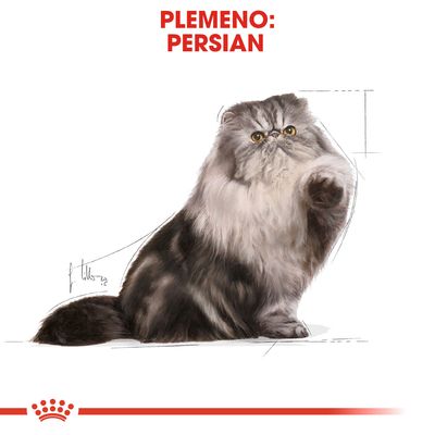 Text: PLEMENO: PERSIAN. Ilustrácia perzskej mačky s dlhými sivobielymi chlpmi, sediaca s jednou zdvihnutou labkou.