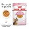 Royal Canin FHN Kitten Sterilised umido in Gelatina per gatti 12 x 85 g
