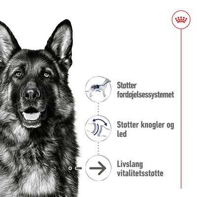 Støtter fordøjelsessystemet, støtter knogler og led, livslang vitalitetsstøtte. Illustration af schæferhund med grafiske ikoner og tekst.