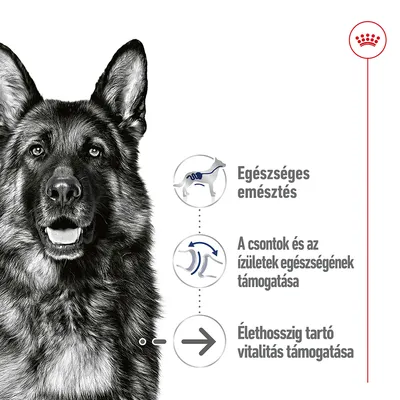 Egészséges emésztés, a csontok és ízületek egészségének támogatása, élethosszig tartó vitalitás támogatása – Royal Canin német juhászkutya illusztrációval