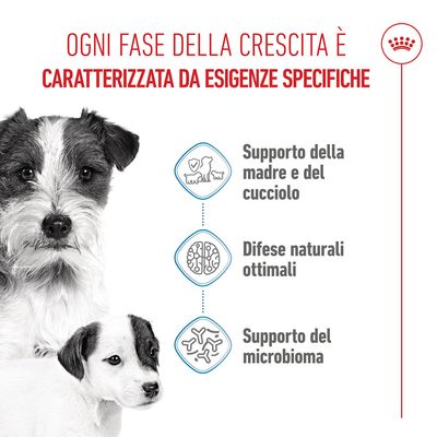 Royal Canin Mini Starter Mother & Babydog