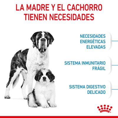 La madre y el cachorro tienen necesidades: necesidades energéticas elevadas, sistema inmunitario frágil, sistema digestivo delicado. Imagen de dos perros grandes. Marca Royal Canin.