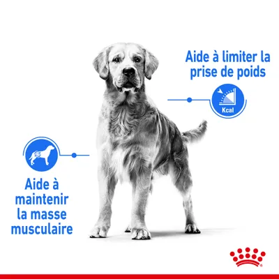 Chien debout avec deux textes : Aide à maintenir la masse musculaire et Aide à limiter la prise de poids, logo Royal Canin en bas à droite.