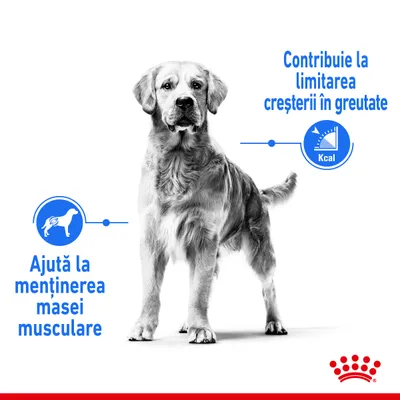 Câine cu două mențiuni: „Ajută la menținerea masei musculare” și „Contribuie la limitarea creșterii în greutate”. Simboluri pentru masă musculară și calorii. Sigla Royal Canin jos.