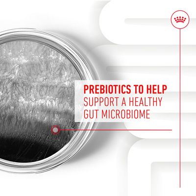 Prebiotics to help support a healthy gut microbiome.
