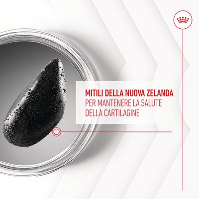 Mitili della Nuova Zelanda per mantenere la salute della cartilagine