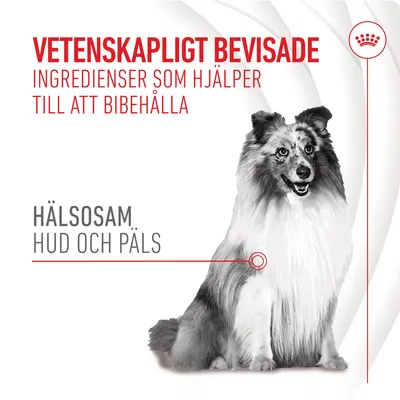 Vetenskapligt bevisade ingredienser som hjälper till att bibehålla hälsosam hud och päls. Bild på hund. Text och grafiska element synliga.