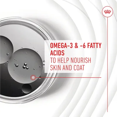 Royal Canin Skin & Coat Adult Supplement Σνακ Μάσησης - 240 g (60 τεμάχια)