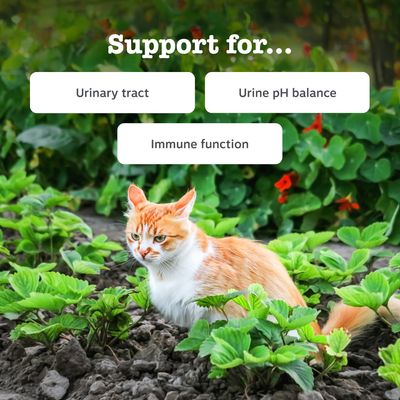 Zesty Paws Urinary & Renal Care Paste Urinary Health