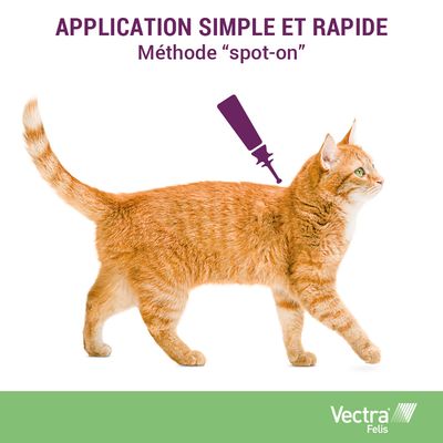 Application simple et rapide, méthode “spot-on” illustrée sur un chat roux. Marque Vectra Felis visible en bas de l’image.