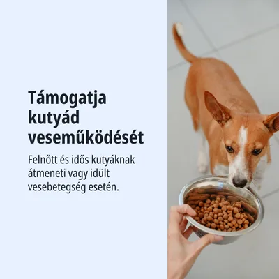 Támogatja a veseműködést felnőtt és idős kutyáknál, akik átmeneti vagy krónikus vesebetegségben szenvednek.