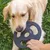 Dog playing with a black throwing toy from TOMAHAWK, held by a hand.