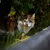 Virbac Veterinary HPM Cat Urology Water Intake & Behaviour U3 Virbac Veterinary HPM Cat Urology Water Intake & Behaviour U3